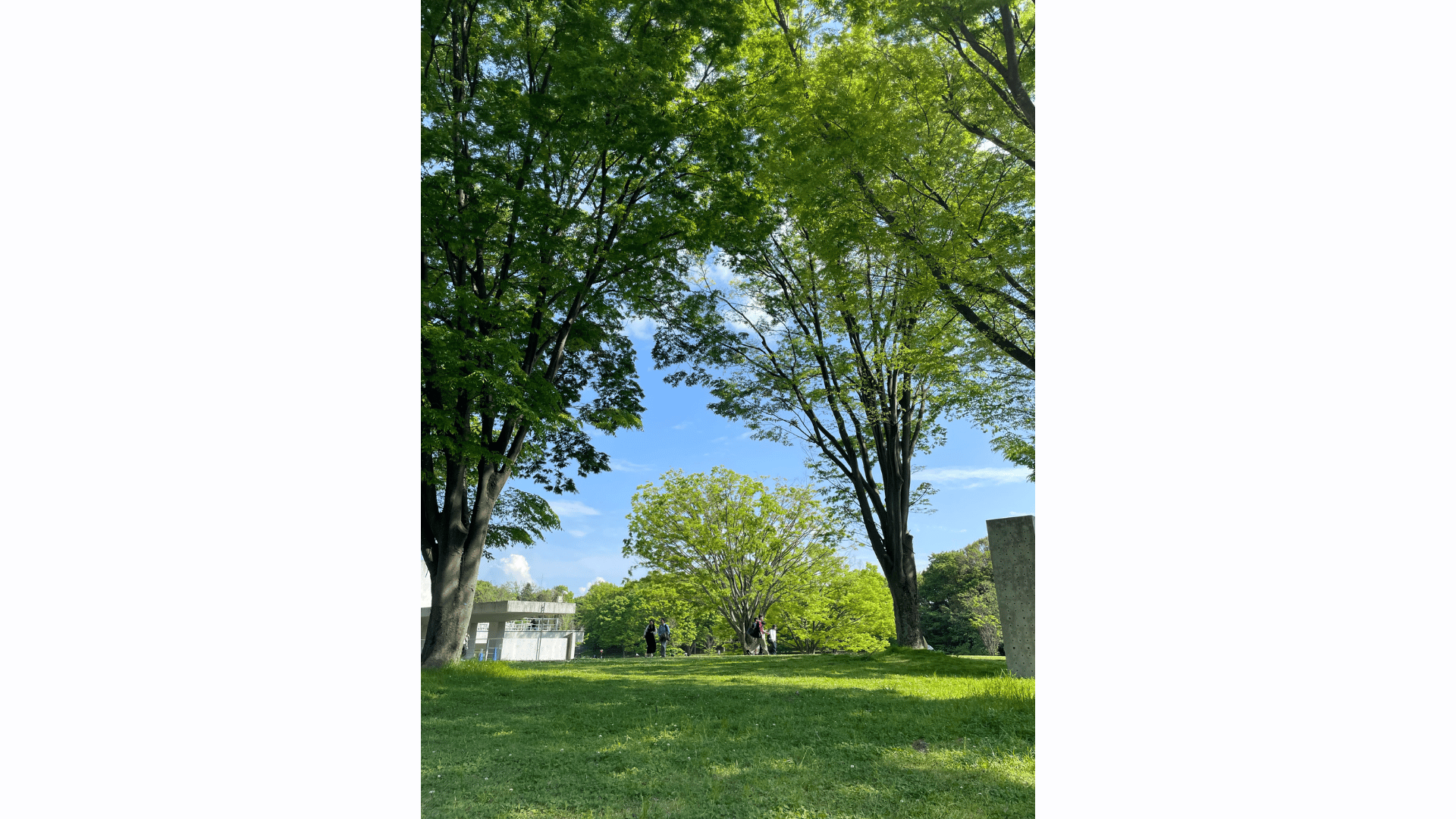 キャンパスの緑