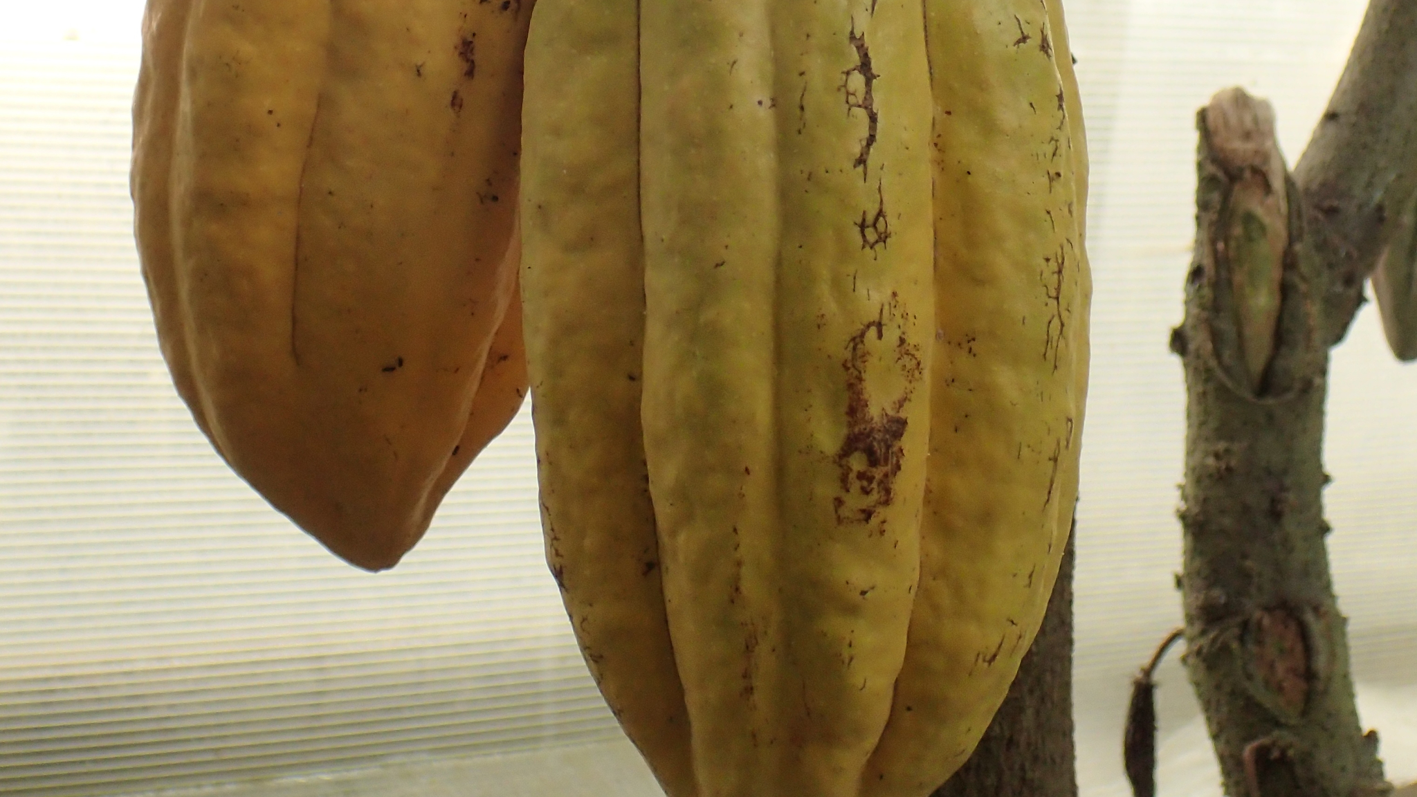 【カカオ】 アオイ科　種子から得た脂肪「カカオ脂」は坐薬の基剤としても用いられます