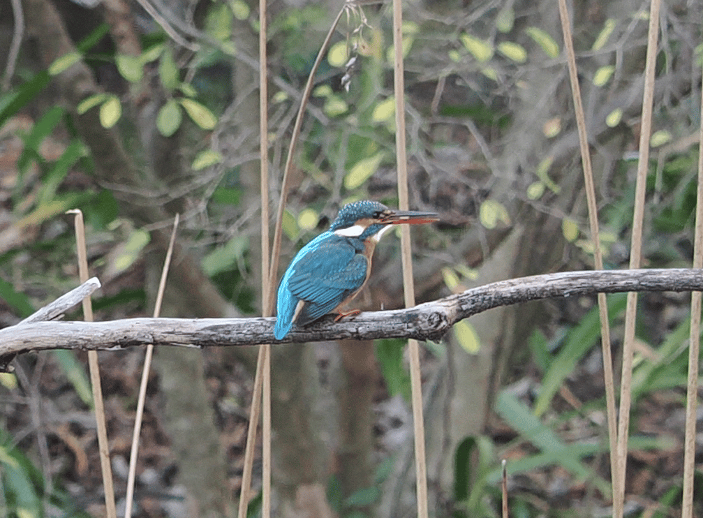 カワセミ@姿見の池緑地