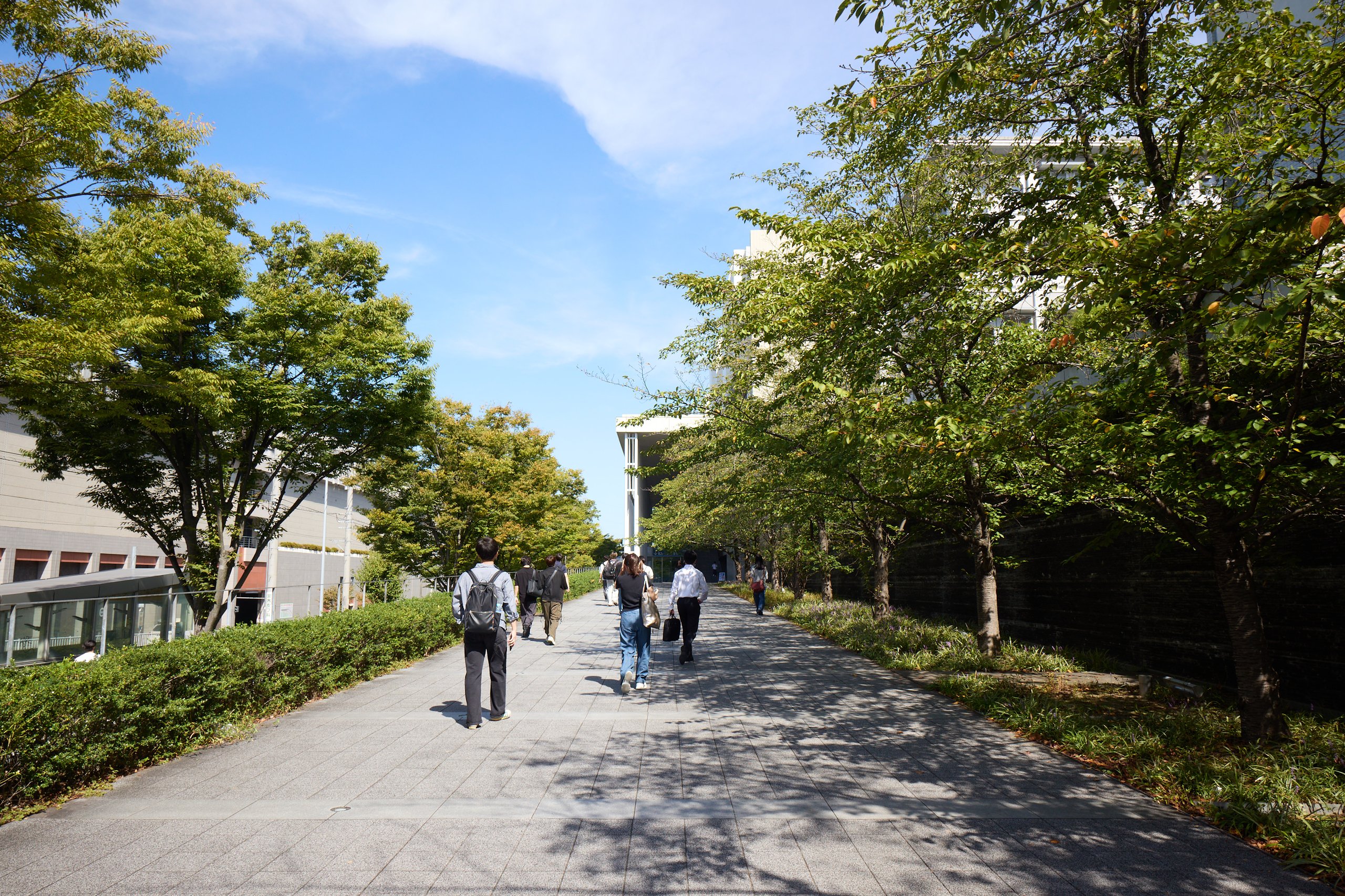 日吉キャンパスの桜並木を学生数名が歩いている写真