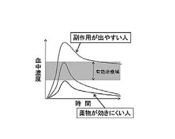 図２ 薬物体内動態の個人差と薬効・副作用発現：患者によって薬物の薬効や副作用の出易さには違いがあることが知られており、薬物の体内動態の個人差に起因することが多い。