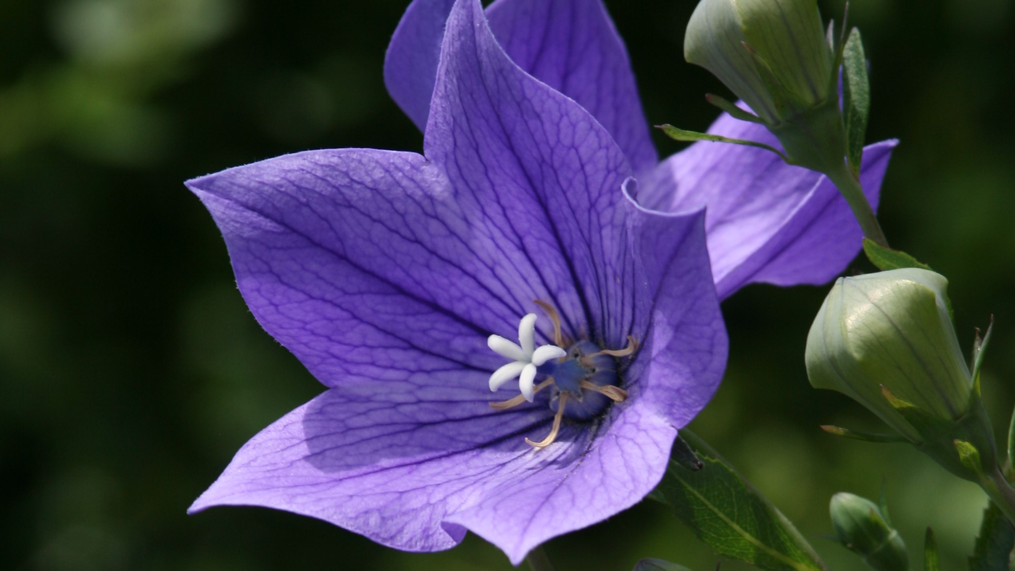 【キキョウ】 キキョウ科　根が生薬「桔梗」になります