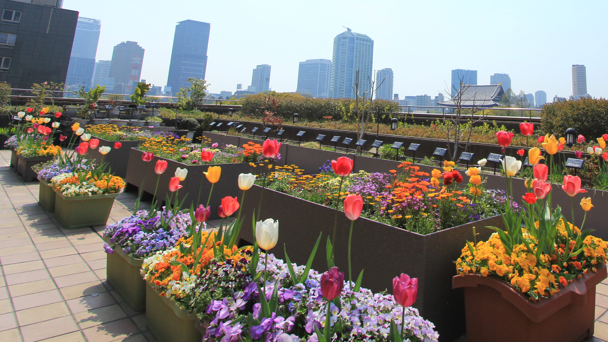 【花壇】 年2回季節の植物を植えつけています