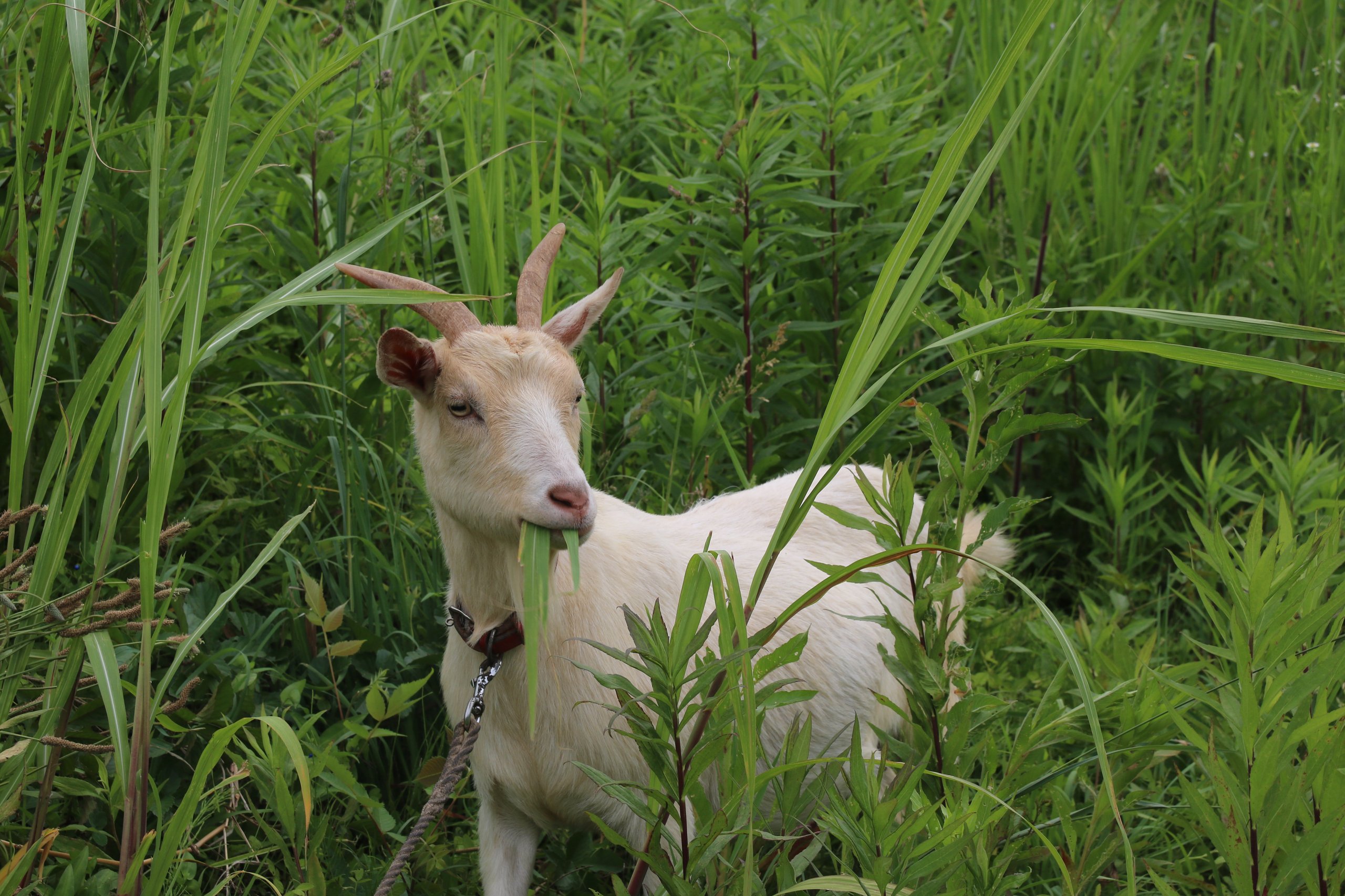 �䥮���ݤ�ʳ�٤�