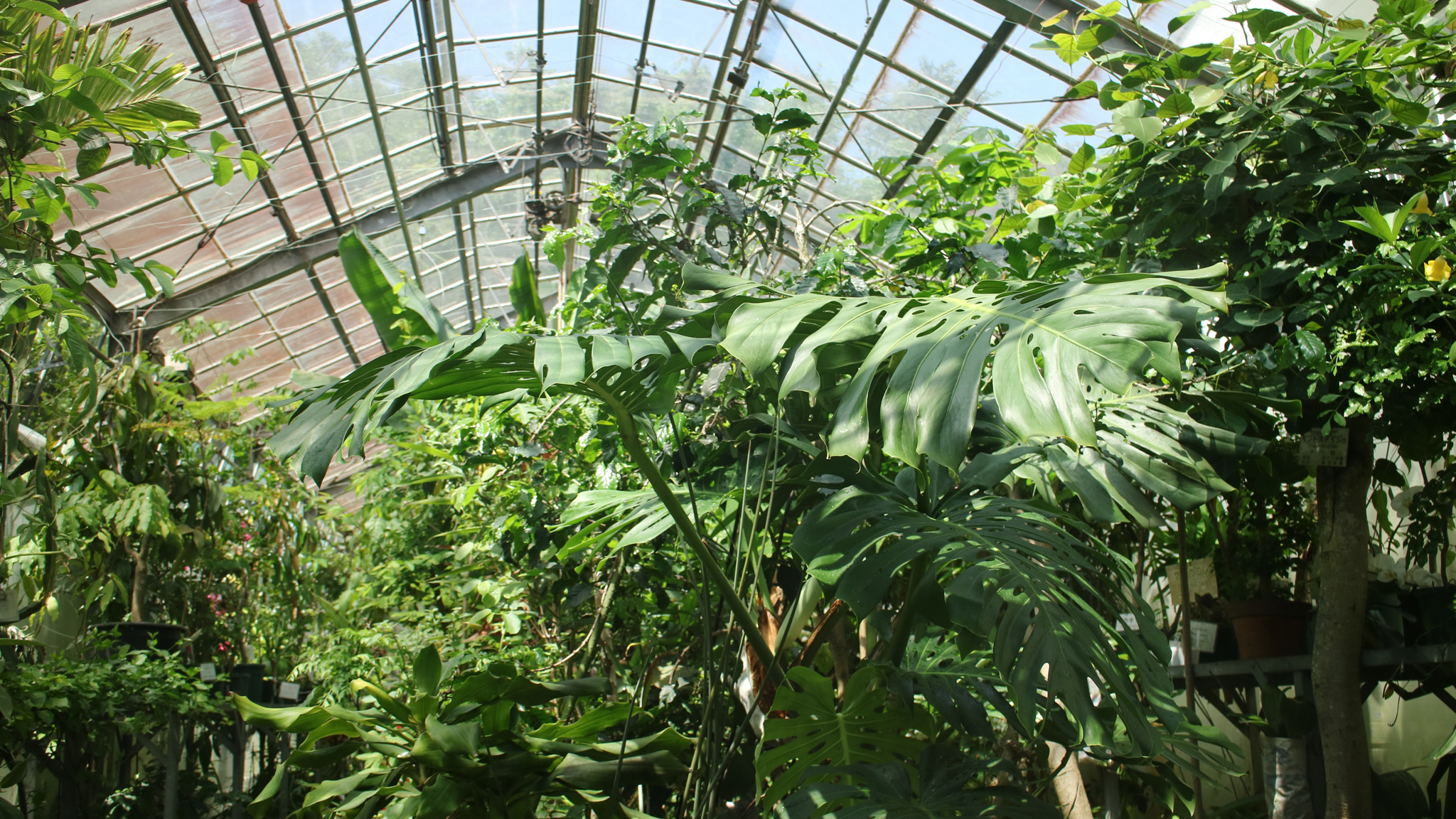 【温室】 冬季は室内の気温が15℃を下回らないよう暖房しています