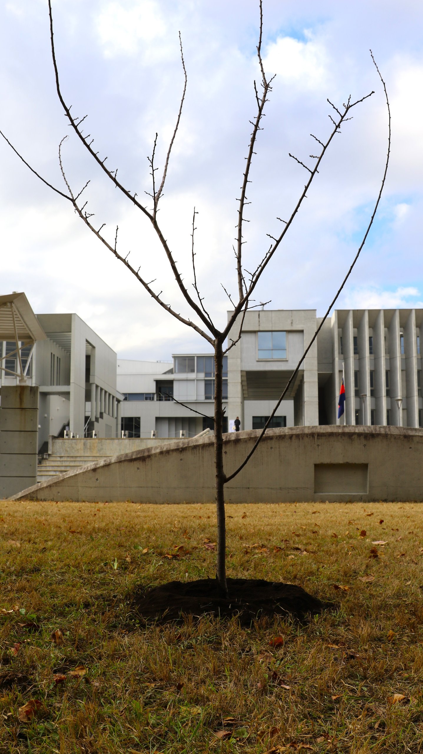 アルファ館を背景にした杏の木