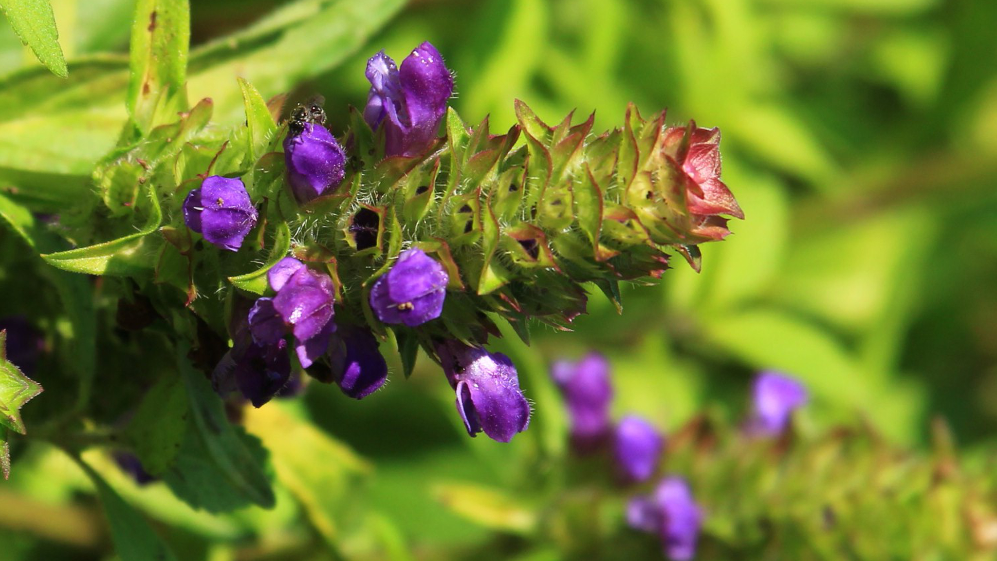 【ウツボグサ】 シソ科　花穂が生薬「夏枯草」になります