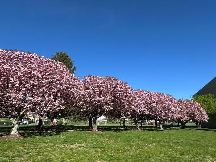 ニューヨーク学院1