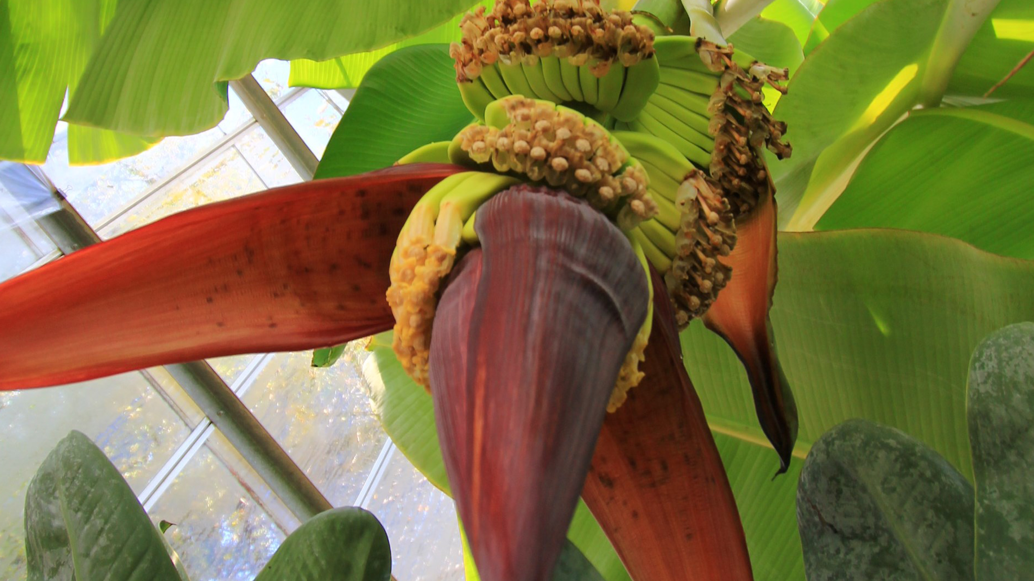 【バナナ】 バショウ科　果実は食用として人気があります
