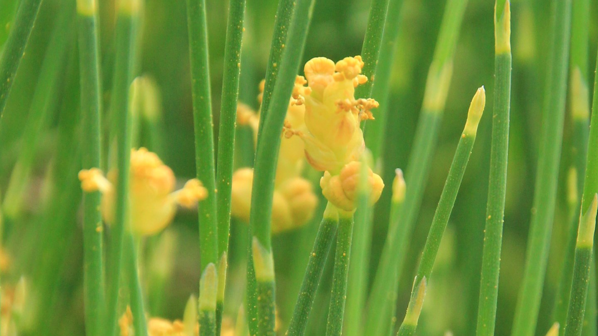 【シナマオウ（雄株）】 マオウ科　地上茎が生薬「麻黄」になります