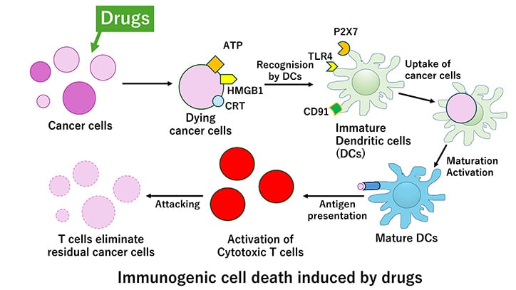 Development of Novel Immunotherapy for Refractory Cancers