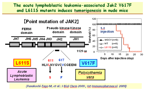 Investigation of the molecular basis for prevention of lifestyle-related diseases through the food