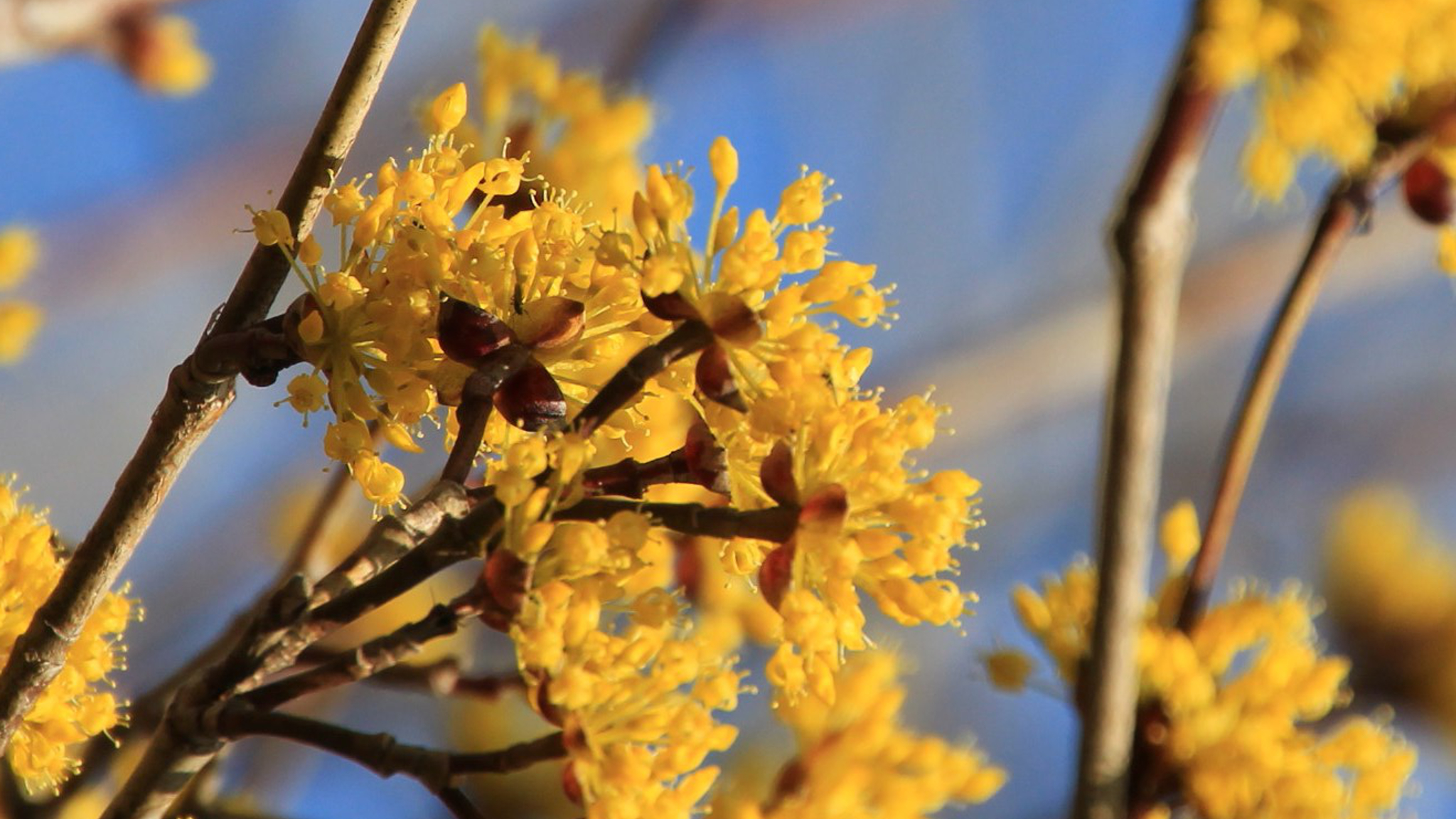 【サンシュユ】 ミズキ科　果肉が生薬「山茱萸」になります