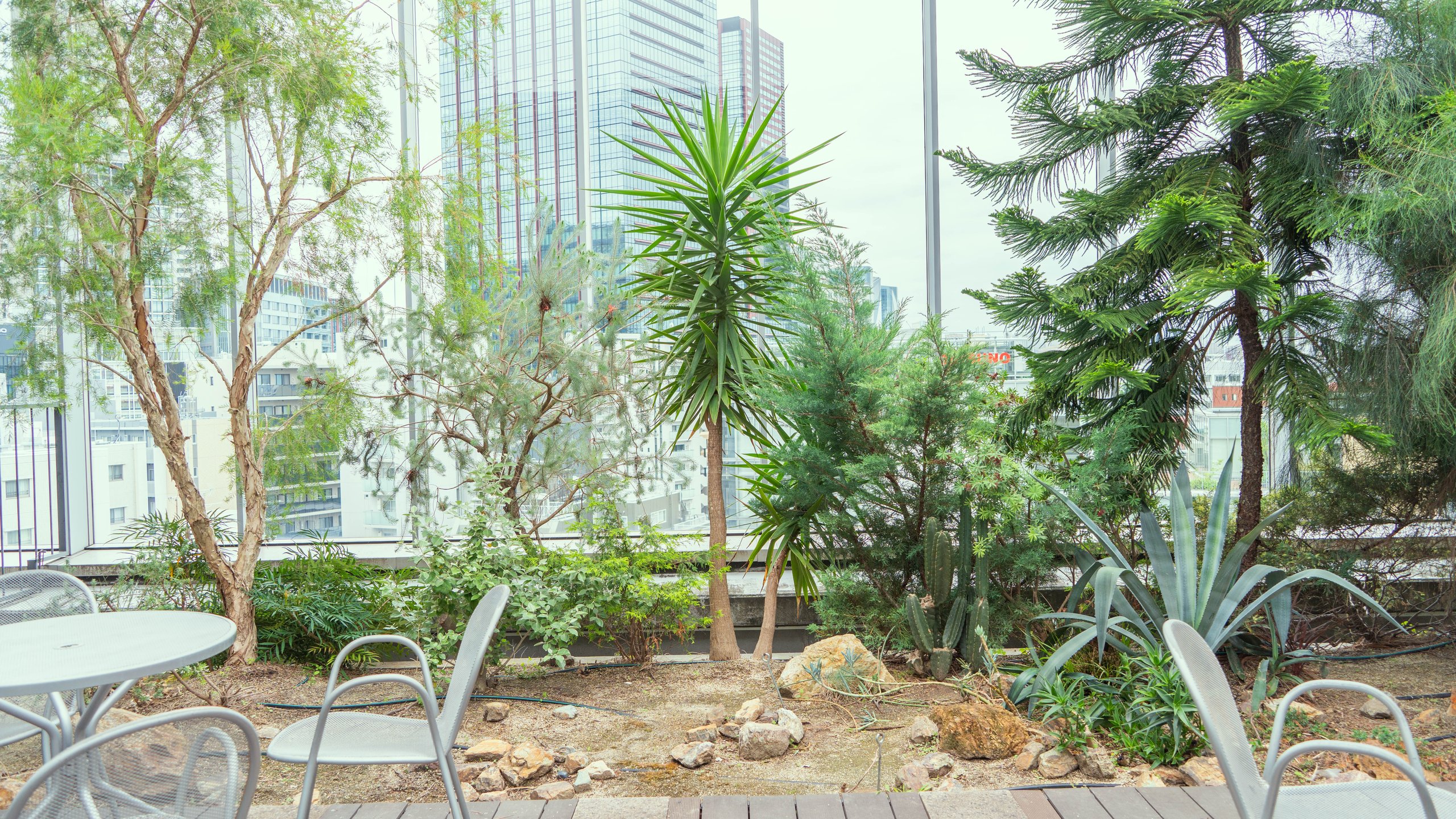 ユッカやアガベが植えられた屋外テラス。背景には三田のオフィスビル群が広がる