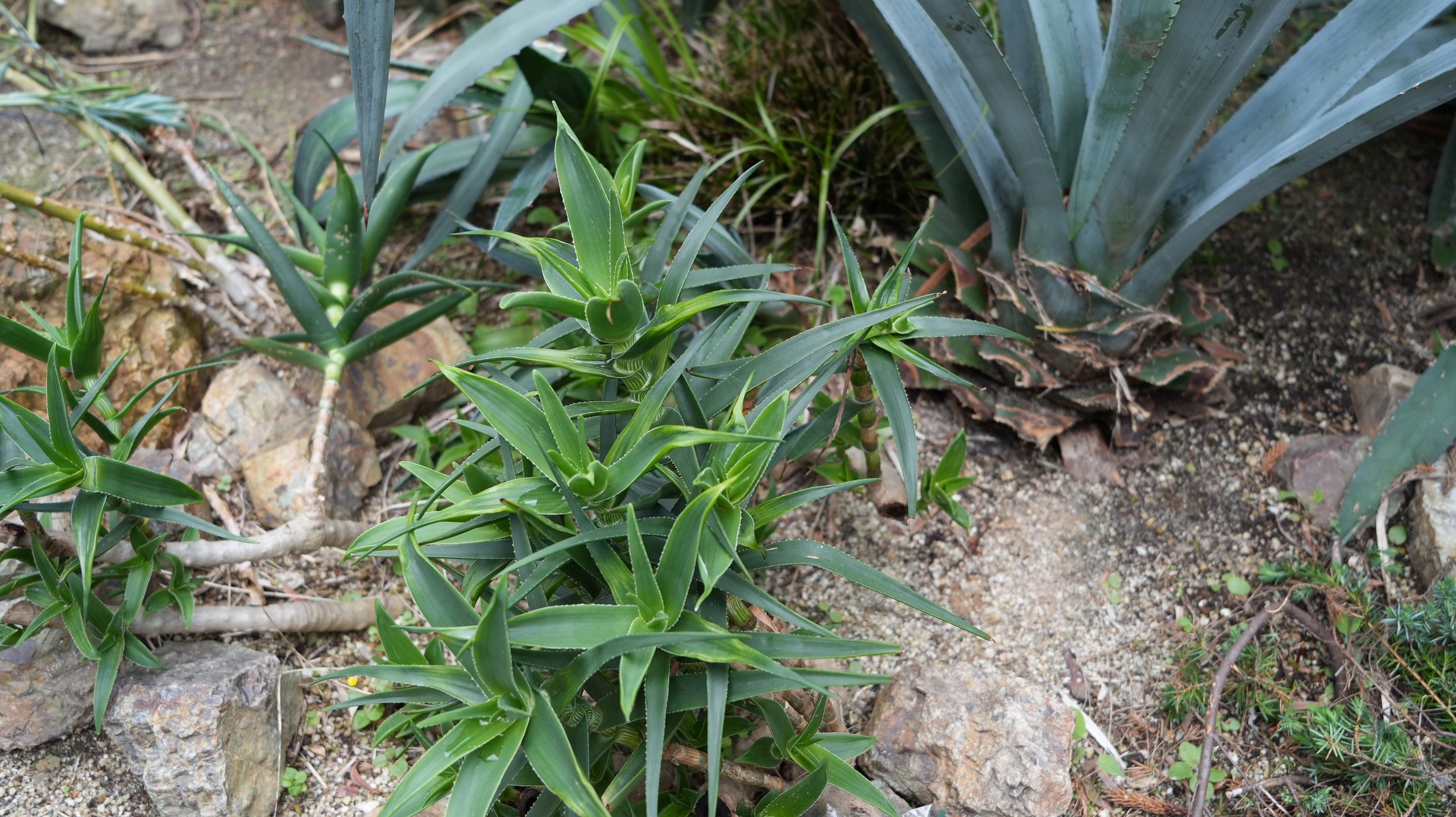 北亜米利加（アメリカ）エリアの植物