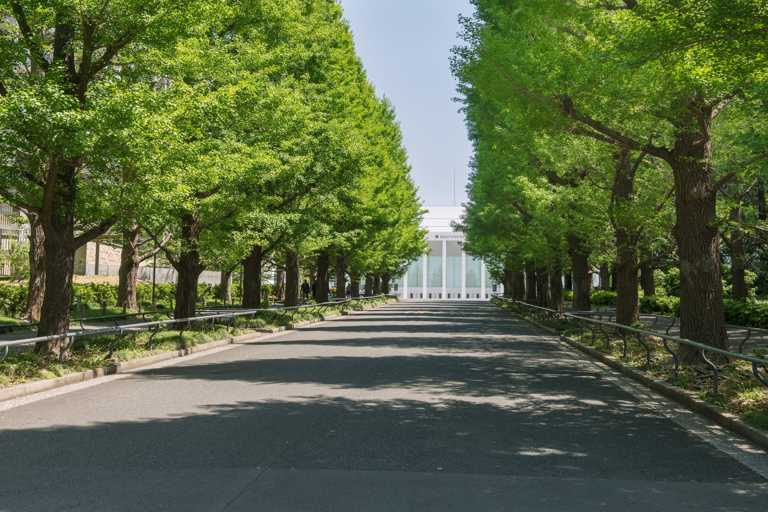 Photo of the Hiyoshi Commemorative Hall seen through the famous ginkgo avenue on Hiyoshi Campus