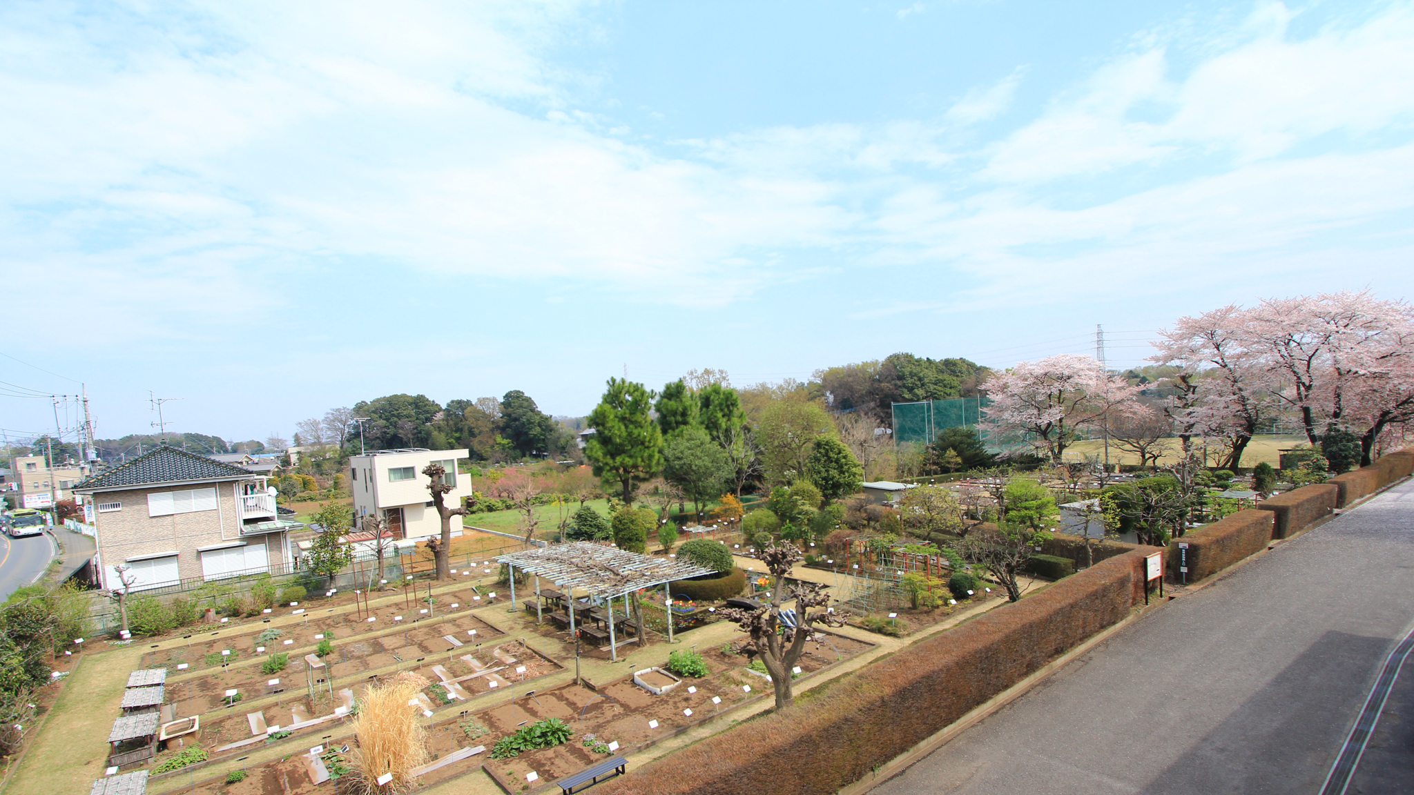 【春の露地標本園】 ソメイヨシノが咲く頃。まだ緑が少ないです