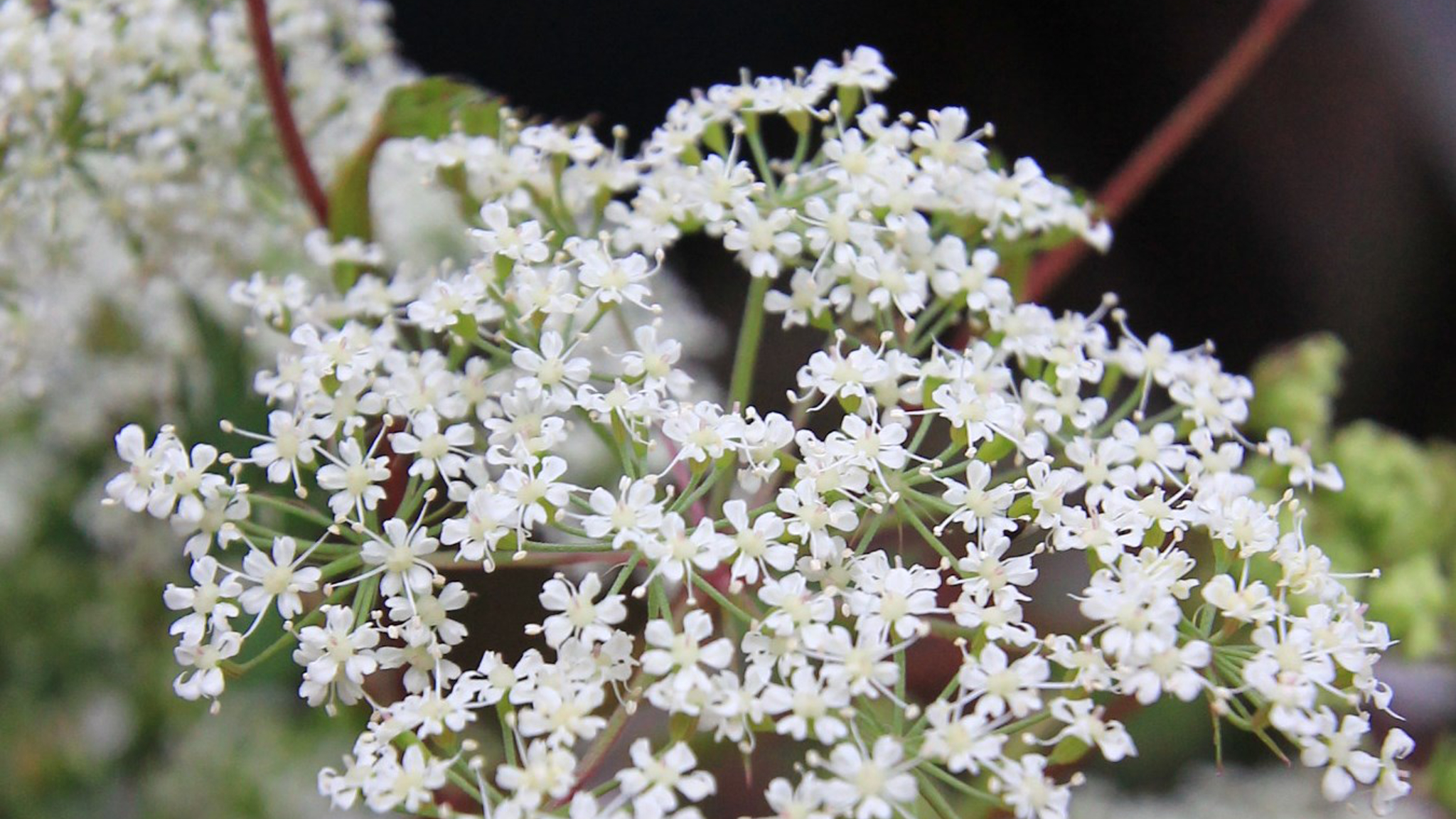 【トウキ】 セリ科　根が生薬「当帰」になります