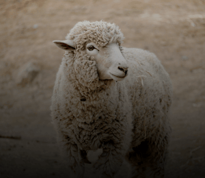 Sadaqah Qurbani