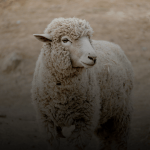 Sadaqah Qurbani