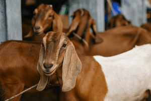 Eid ul Adha Qurbani