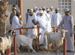 Kaffarah For Hajj (Qurbani)
