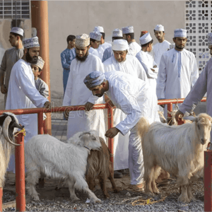 Kaffarah For Hajj (Qurbani)