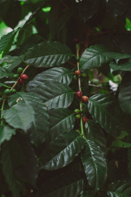 Lush green coffee plant with unripe red and green beans in Casacara, Colombia rainforest.