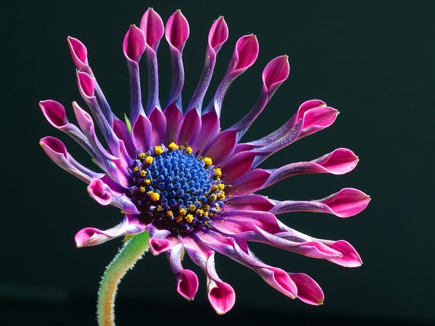 Detailed macro shot of a vivid African Daisy, showcasing its unique petal structure and colors.
