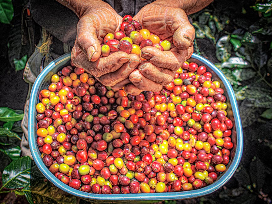 coffee pickers harvesting cherries Salento Colombia misty hills