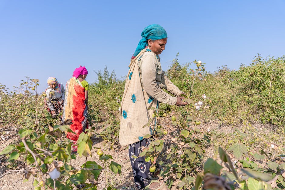 regenerative cotton farming field sustainable agriculture workers