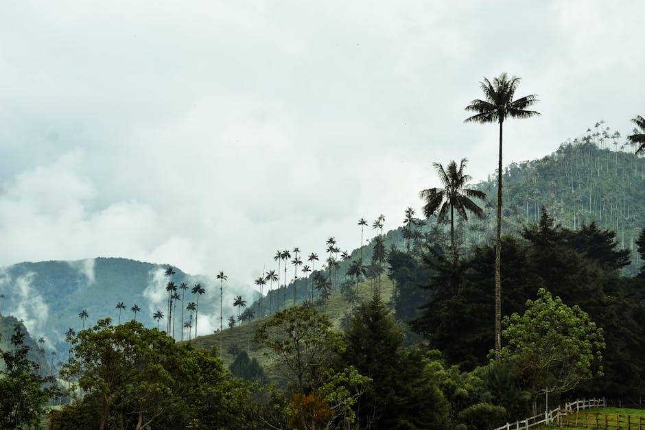 coffee farm birds Salento Quindio Colombia coffee trees birds