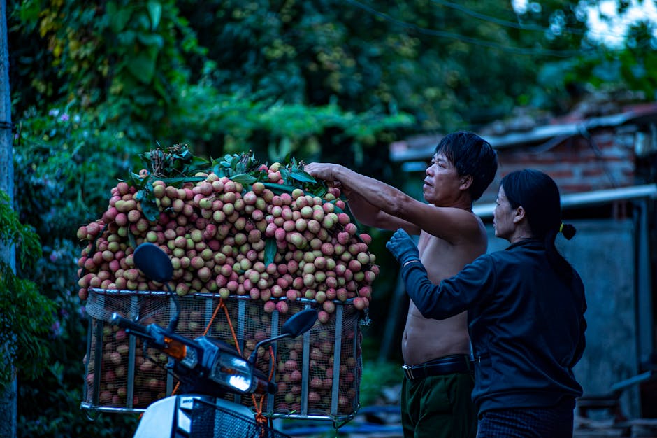 Local farmers harvesting lychees in Bac Giang, Vietnam during lychee season.