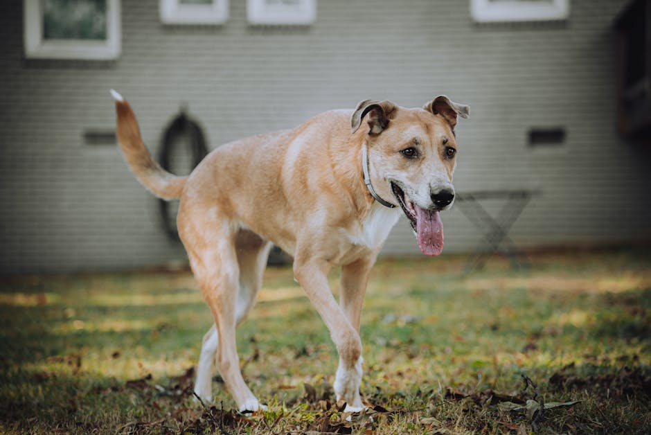 A friendly brown dog walks in a backyard, showcasing its playful nature in a sunny outdoor setting.