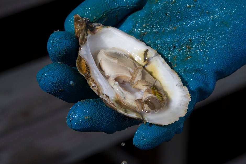 Detailed view of an oyster held in a blue gloved hand, showcasing fresh seafood.