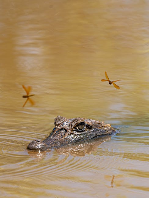 Close-up of a caiman in Colombian waters, accompanied by dragonflies.