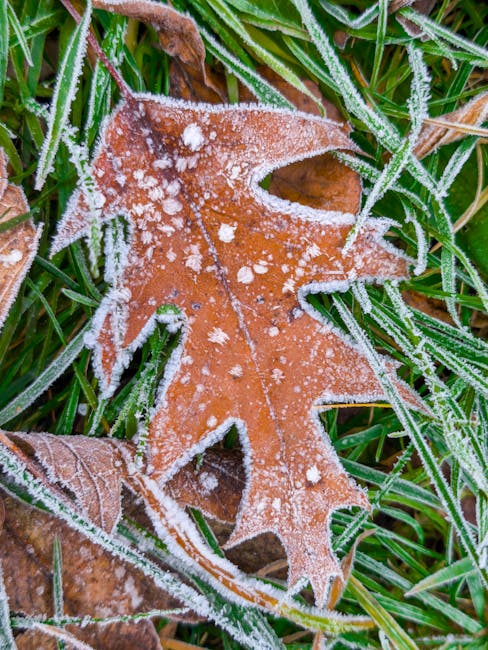 Close-up of a frosty oak leaf on grass, capturing the essence of late autumn.