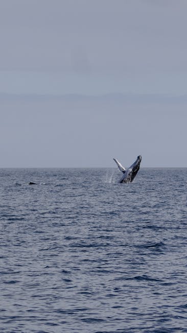 humpback whale breaching Bahia Solano Colombia whale watching boat