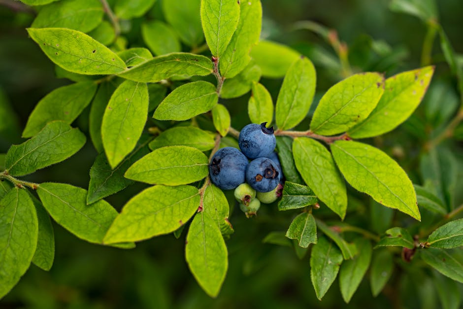 Vibrant close-up of ripe blueberries among lush green leaves. Perfect for nature and fruit-themed projects.