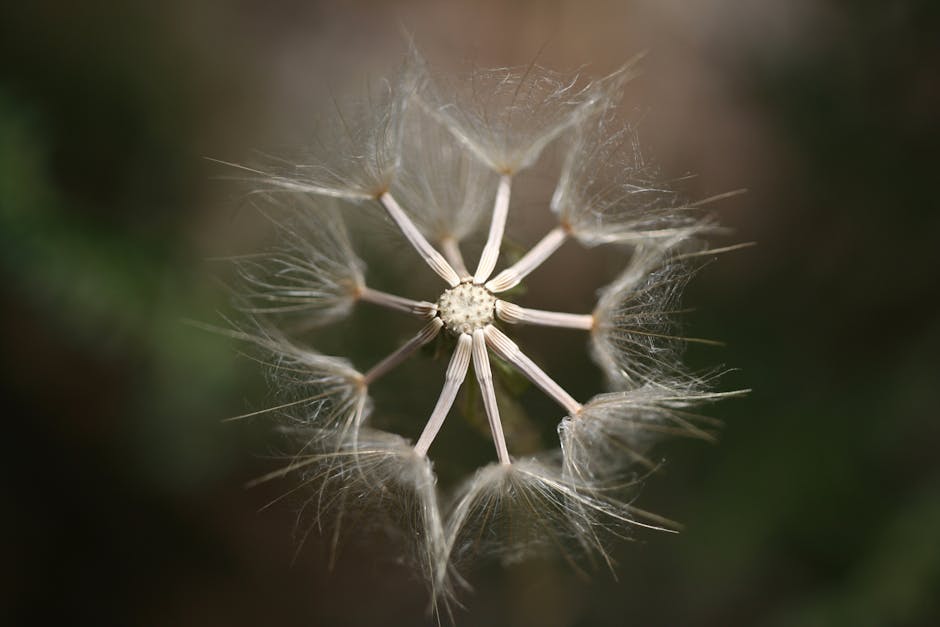 Detailed close-up of a dandelion seed head showing delicate textures and natural growth.