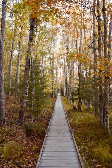 wheelchair boardwalk national park nature