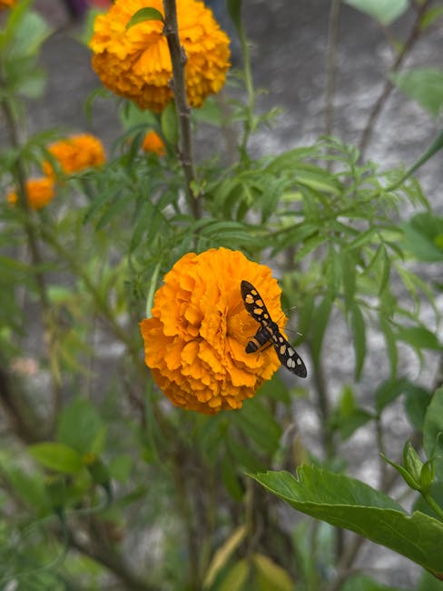 its marigold season