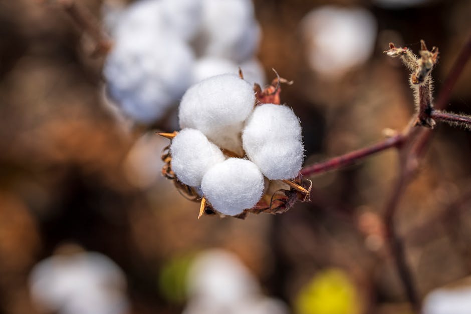 close-up cotton boll researcher hand field