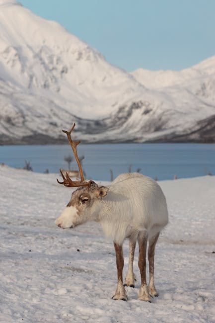 Free stock photo of 2025, arctic, arctic animal