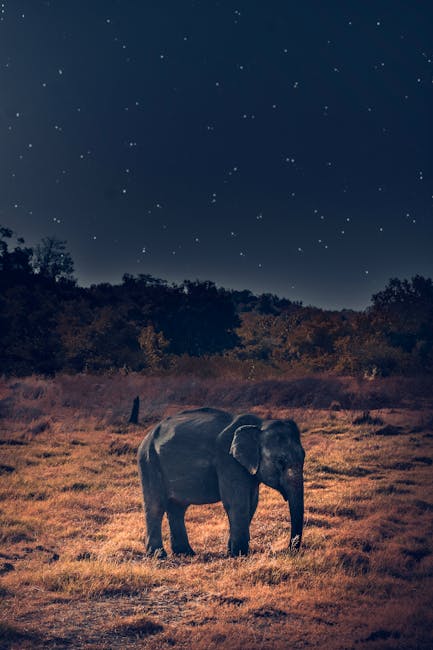 Majestic African elephant standing in the wilderness beneath a starry night sky, showcasing nature's nocturnal beauty.