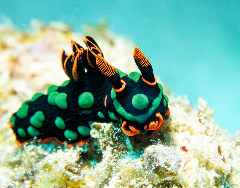 Close-up of a colorful Nembrotha nudibranch underwater on a coral reef.