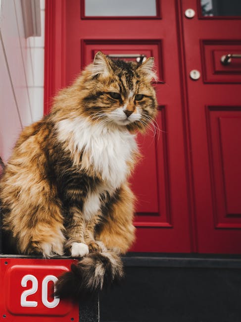 Charming tortoiseshell cat sits on steps in front of a vibrant red door, adding urban charm.