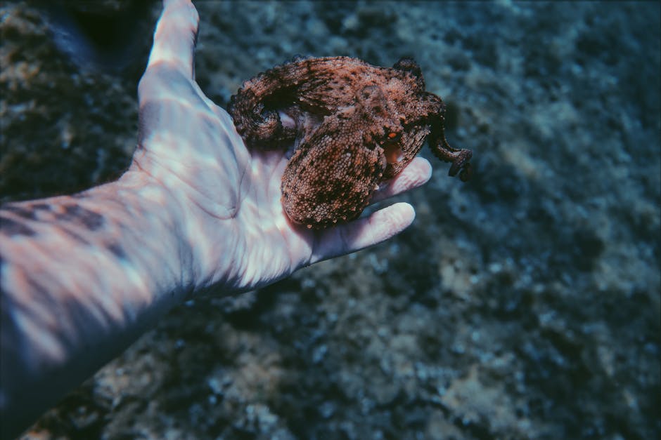 Red Sea octopus night dive Sharm octopus torch