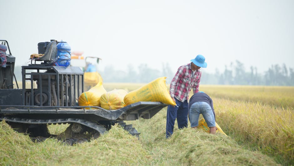 farmers harvesting chickpeas field sacks harvest
