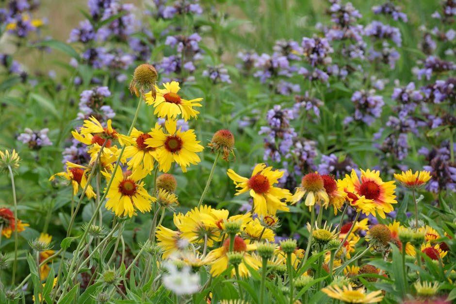 regional native wildflowers garden photo